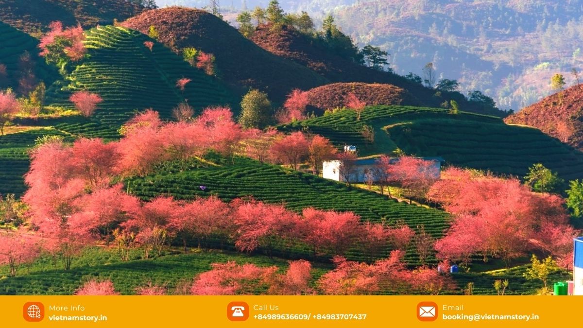 Spring in Sapa: Witness flowers blooming