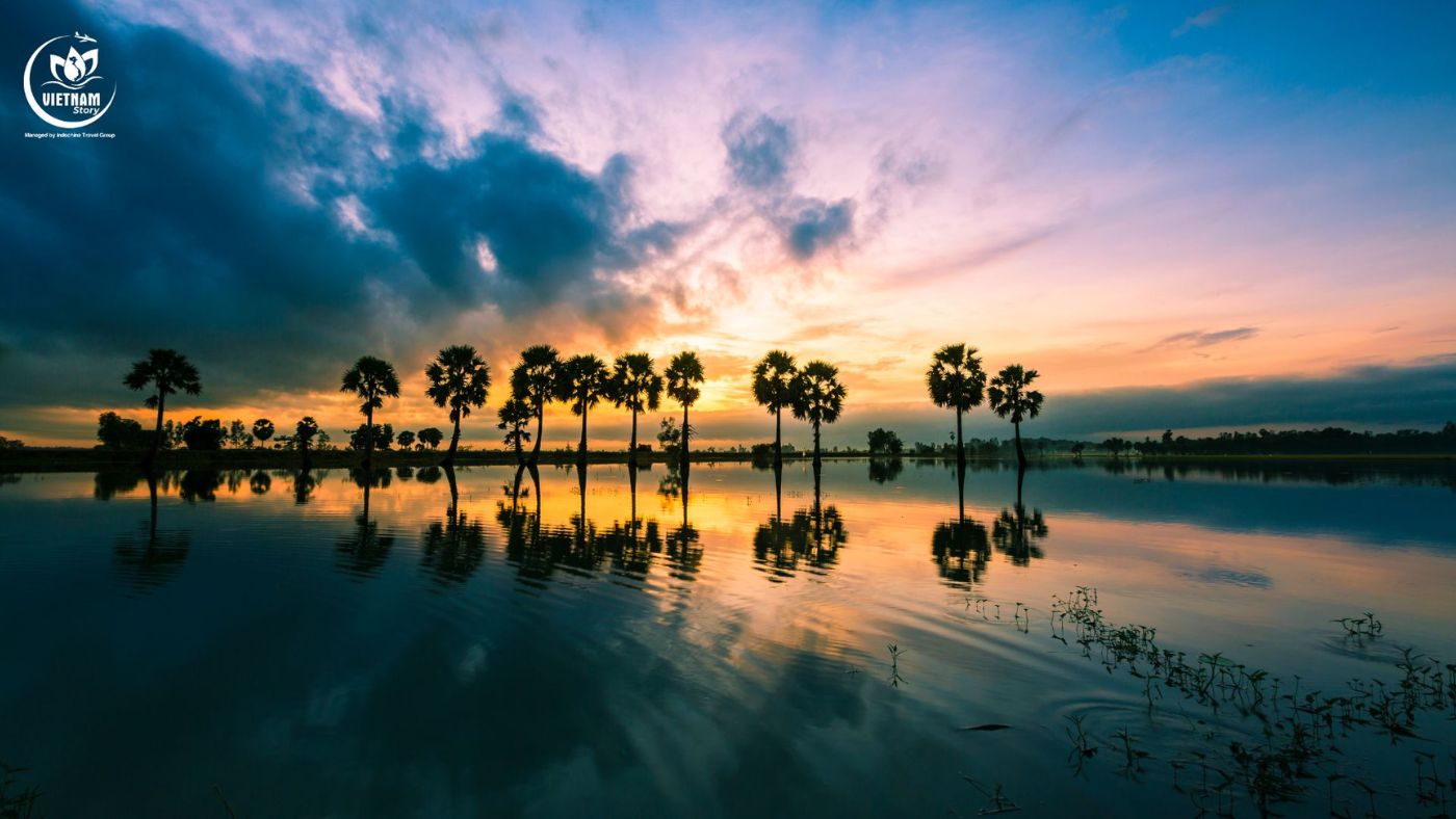 Palm Trees in a Rice Paddy at Sunrise