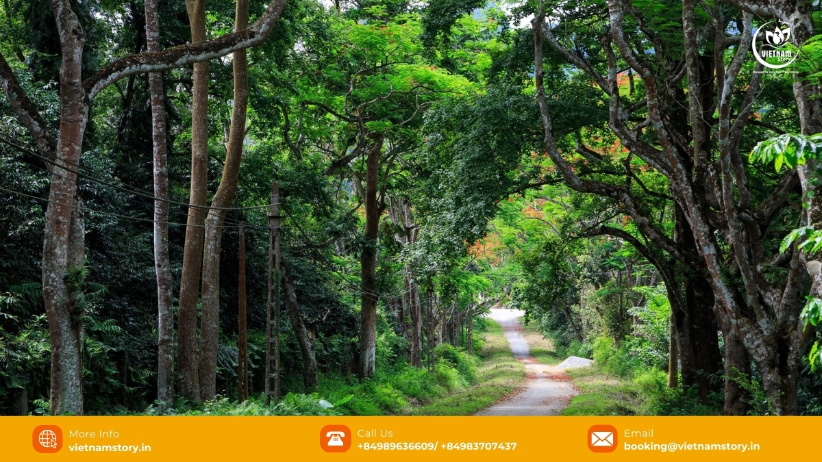 7 Amazing National Parks in Vietnam for Nature Lovers 4 Trekking path through the dense forest of Cuc Phuong National Park, Vietnam's oldest national park.