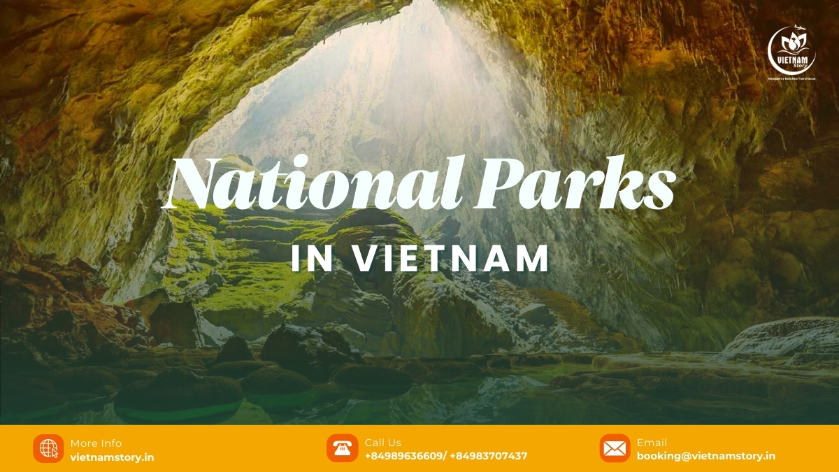 7 Amazing National Parks in Vietnam for Nature Lovers 2 Lush green landscape typical of national parks in Vietnam, showcasing biodiversity and natural beauty.