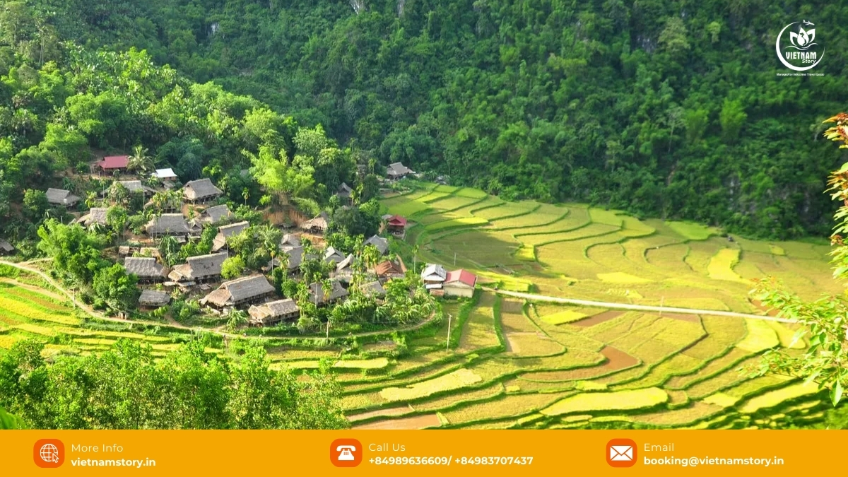 7 Amazing National Parks in Vietnam for Nature Lovers 5 Stunning rice terraces cascading down hills in Pu Luong Nature Reserve, a highlight of Vietnam's northern national parks and reserves.
