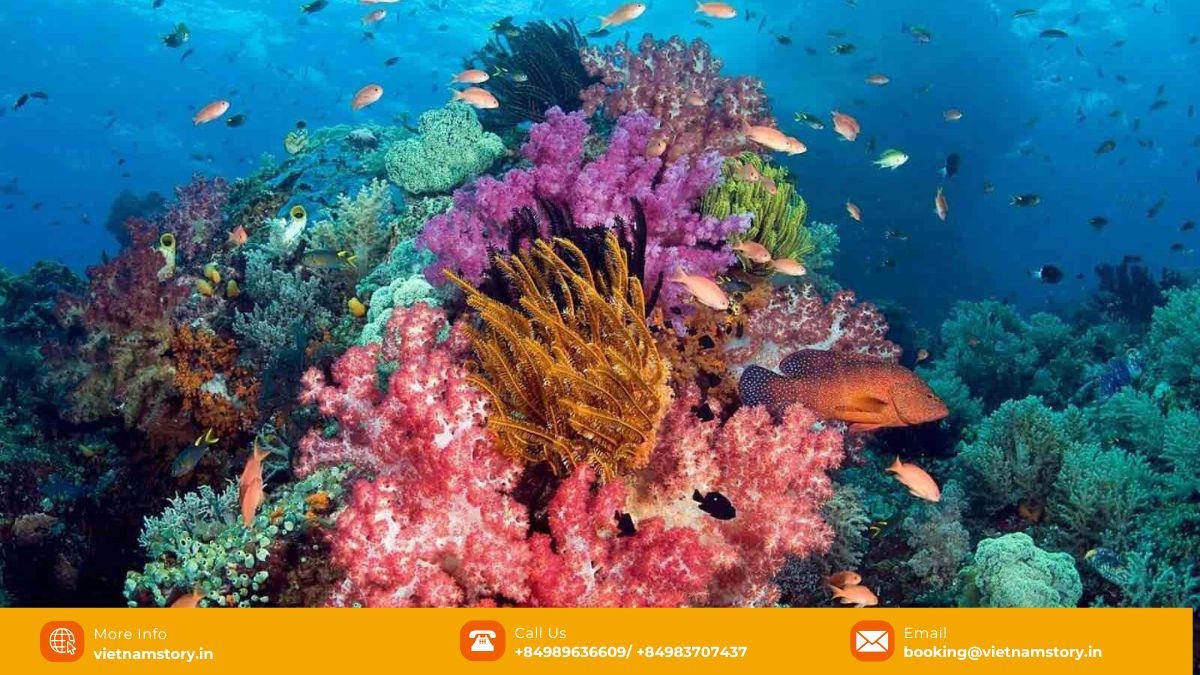 Scuba Diving in Vietnam: Unveiling an Underwater Paradise 5 Close-up of colourful coral reef in Phu Quoc, Vietnam