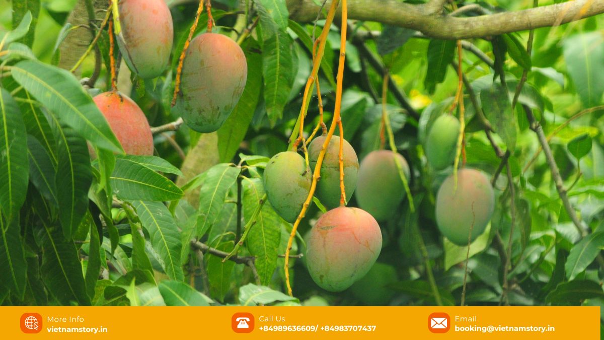 A Guide to the Wonderful World of Fruits in Vietnam for Travelers 2025 9 Ripe yellow Vietnamese mangoes, some sliced showing juicy golden flesh.
