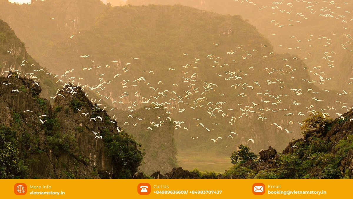 Thung Nham Bird Park - A nature lover's paradise in Ninh Binh 3 Embrace the evergreen allure of Thung Nham Bird Park in any season, yet let the autumnal magic mesmerize your senses like never before