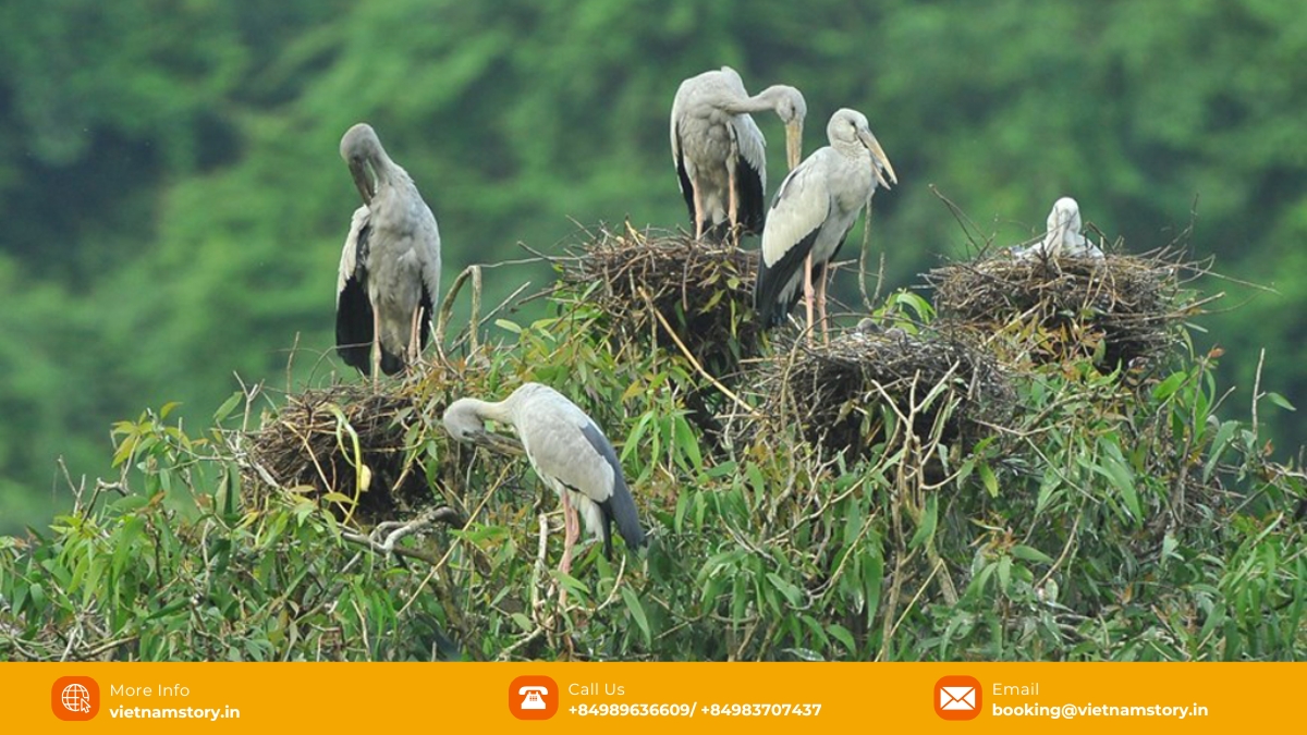 Thung Nham Bird Park - A nature lover's paradise in Ninh Binh 4 Observing resident bird species is among the must-do bird park activities