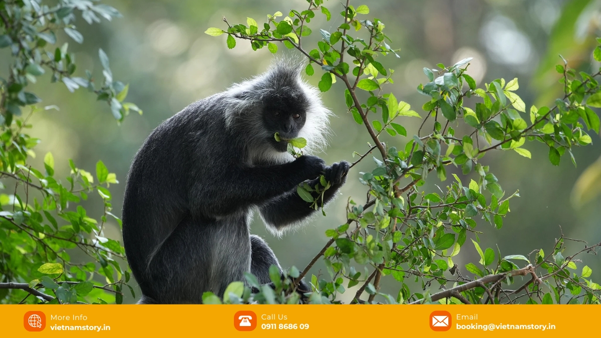 Your guide to the wild heart of Phu Quoc National Park 6 There are many rare species listed in the Red Book of Vietnam